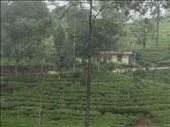 Craigie Lea tea plantations. : by danidawnandstevo, Views[344]