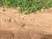 Yala National Park safari and hot on the trail of a leopard. : by danidawnandstevo, Views[341]