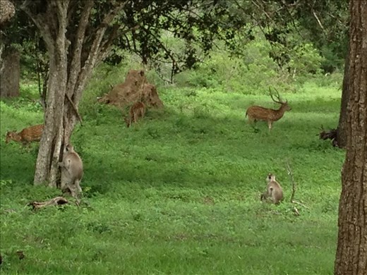 Safari monkeys and deer. 