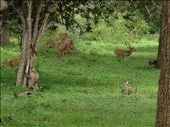 Safari monkeys and deer. : by danidawnandstevo, Views[288]