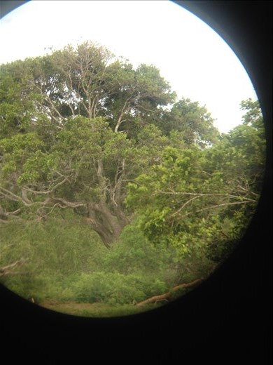 One of five leopard sightings. This one was lounging in a tree. 