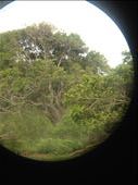 One of five leopard sightings. This one was lounging in a tree. : by danidawnandstevo, Views[284]