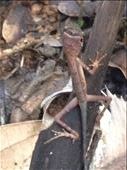 Kangaroo lizard. : by danidawnandstevo, Views[321]
