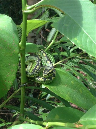 Pit Viper in the Sinhraaja Rain Forest. 