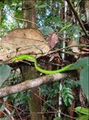 Green Tree snake. : by danidawnandstevo, Views[324]