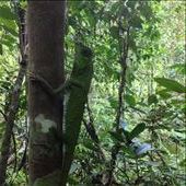 Horned lizard.: by danidawnandstevo, Views[297]