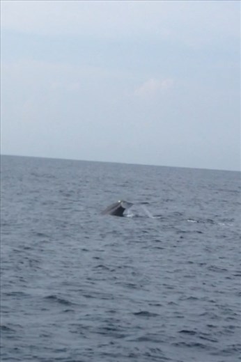 Blue whale watching in Mirissa
