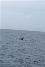 Blue whale watching in Mirissa: by danidawnandstevo, Views[545]