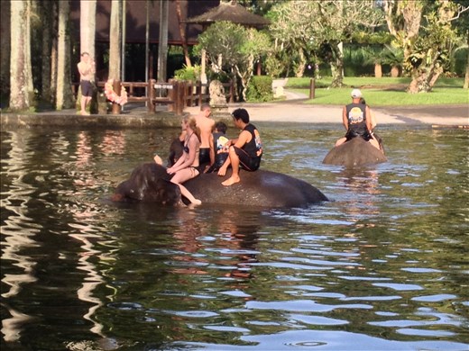 Swimming with the elephants