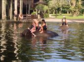 Swimming with the elephants: by danidawnandstevo, Views[338]