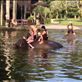 Swimming with the elephants: by danidawnandstevo, Views[328]