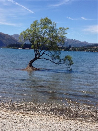 The most photographed picture in Wanaka is this Wanaka tree. 