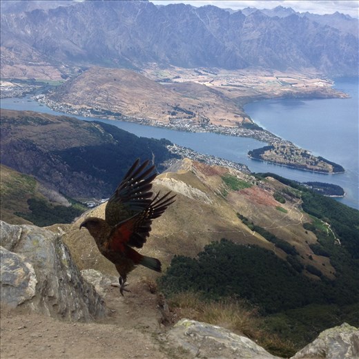An unexpected visit from a Kea bird during lunch. 