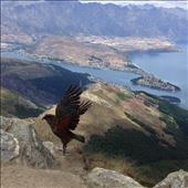 An unexpected visit from a Kea bird during lunch. : by danidawnandstevo, Views[319]