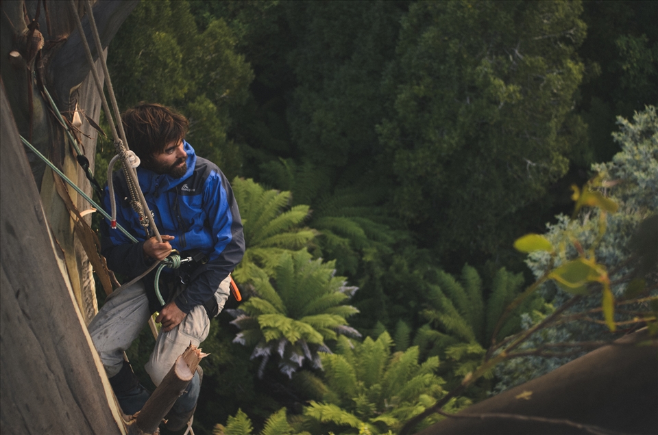 Descending from the canopy. we had spent the day climbing a giant E. Regnans