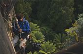 Descending from the canopy. we had spent the day climbing a giant E. Regnans: by danielhaley, Views[363]