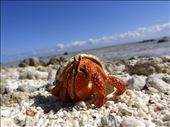 A friendly hermit crab: by danielleburkhardt, Views[251]