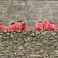 The local children in traditional dress at Machu Picchu Views[250]