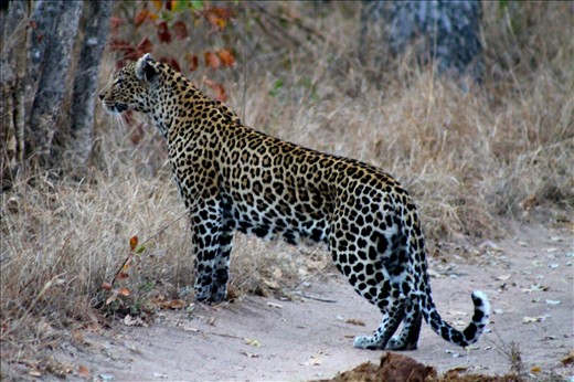 Leopard hunting