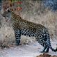 Leopard hunting: by danielr, Views[385]