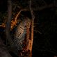 Leopard kill: by danielr, Views[243]