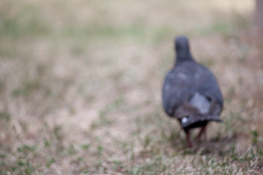 A pidgeon walks by as we take a siesta in la Giardini della Biennale.