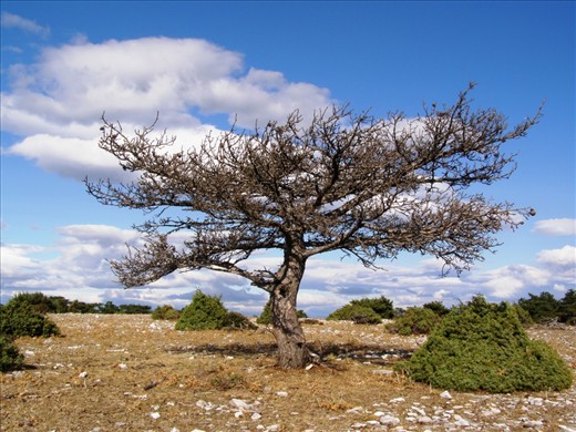 Detail from Vidova gora. The inland of Brac is full of beautiful scenery, especialy at  the Vidova Mountain (the highest peak of the Croatian islands with height  of 778m) with its dense forest,  sunny glades and clearings constantly beaten by bura (northern cold wind that blows in the winter and up to 250 km / h).