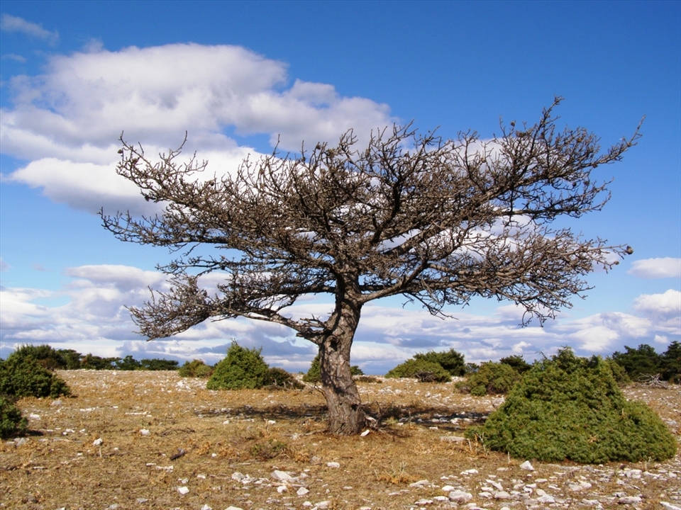 Detail from Vidova gora. The inland of Brac is full of beautiful scenery, especialy at  the Vidova Mountain (the highest peak of the Croatian islands with height  of 778m) with its dense forest,  sunny glades and clearings constantly beaten by bura (northern cold wind that blows in the winter and up to 250 km / h).