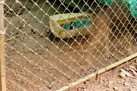 In captivity the animals adopt habits different to a wildlife like this ocelot 