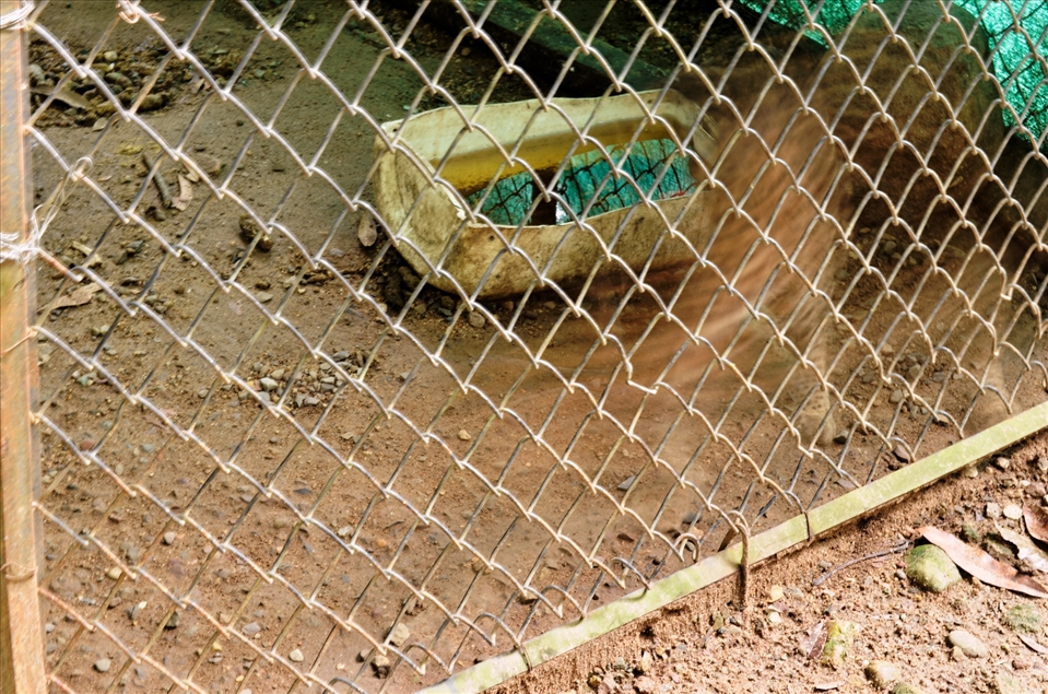 In captivity the animals adopt habits different to a wildlife like this ocelot 