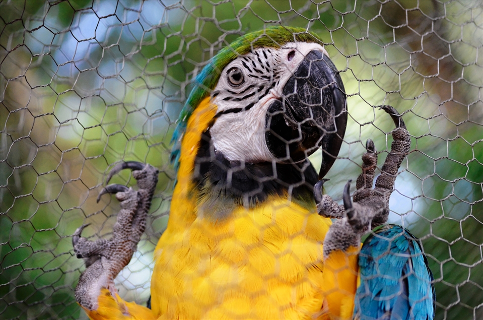 The macaw have a vibrant color and pattern of their feathers 