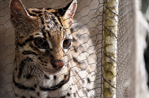 Populations of ocelot are in severe decline as a result of habitat loss.