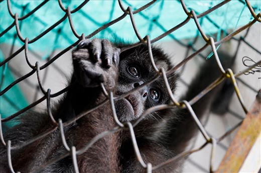 The monkeys are one of the species that are be captive for different uses