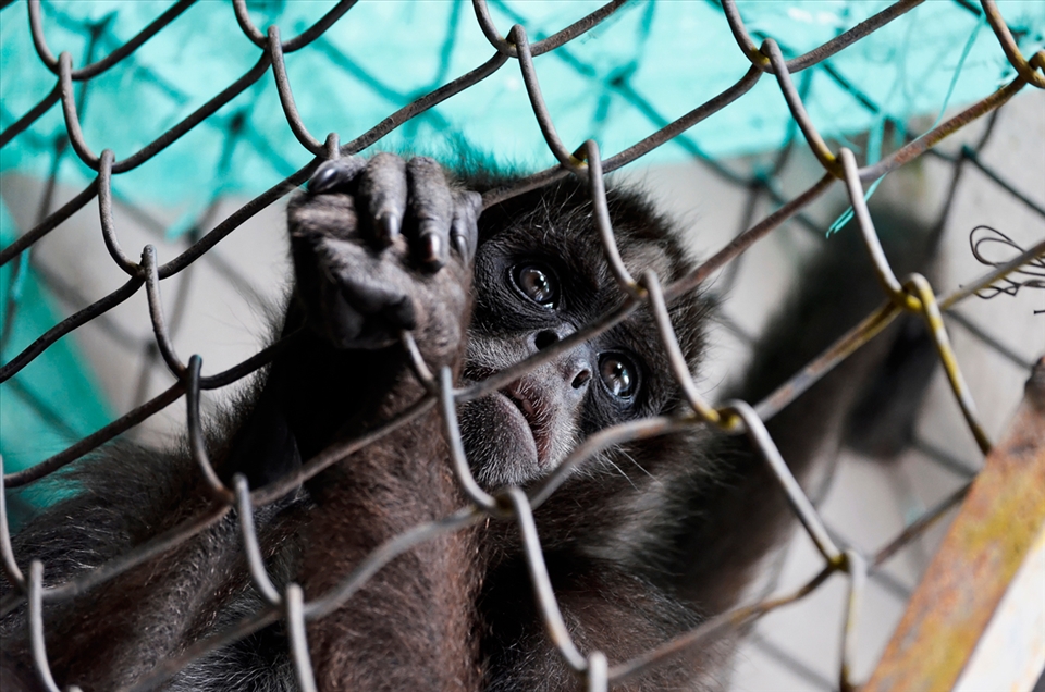 The monkeys are one of the species that are be captive for different uses