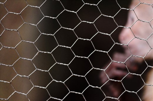 A captive capuchin monkey behind a grille in  a particular position
