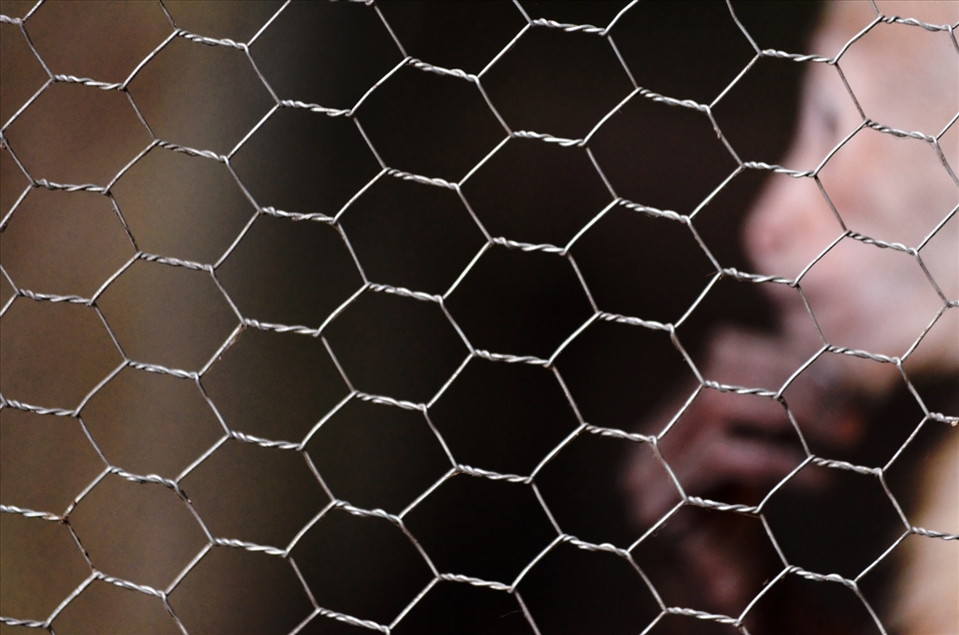 A captive capuchin monkey behind a grille in  a particular position