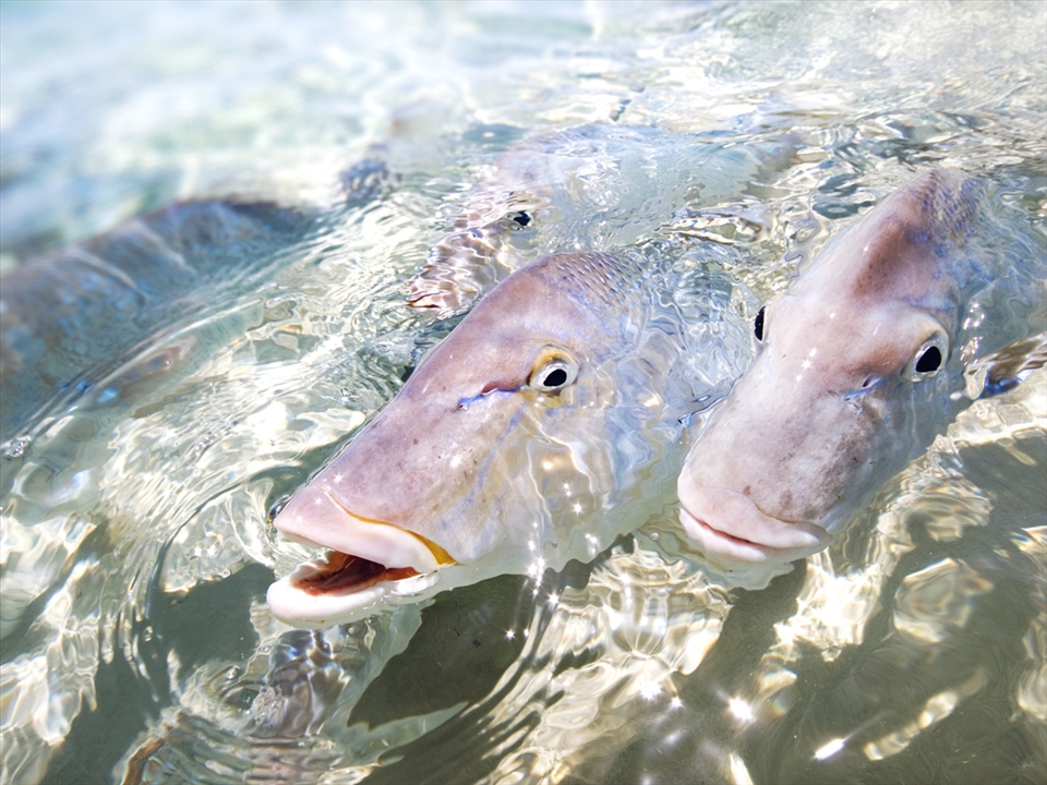 Wild Wrasse, Coral Bay, Western Australia