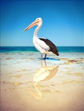 Wild Pelican, Yanchep Lagoom, Western Austraila: by dannyallison, Views[725]