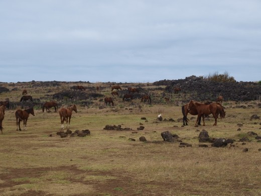 Ahu te pito kura - there are more horses than people on the island