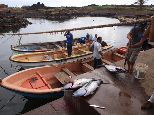Hanga Roa - fresh tuna being unloaded at port