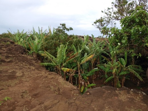 Ana Te Pahu - cave used for agriculture & safety