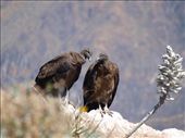 Colca Canyon - Condors at 'Cruz de Condor': by dannygoesdiving, Views[399]