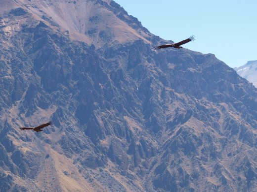 Colca Canyon - Condors at 'Cruz de Condor'