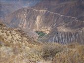 Colca Canyon - looking down at 'the oasis' (Sangalle): by dannygoesdiving, Views[435]
