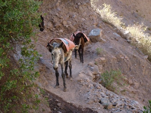 Colca Canyon - Tapay