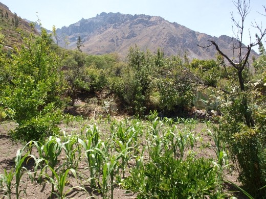 Colca Canyon - Cosnirhua  - Mauricio's farm holding