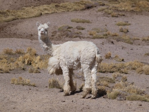 National Reserve - Llama