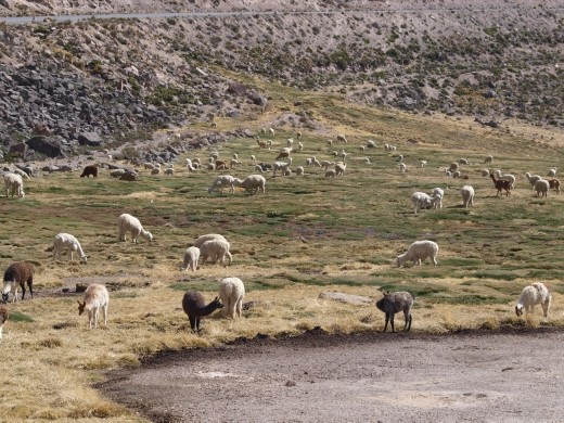 National reserve - Llamas & alpacas