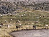 National reserve - Llamas & alpacas: by dannygoesdiving, Views[577]