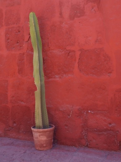 Arequipa - Monasterio  de Santa Catalina
